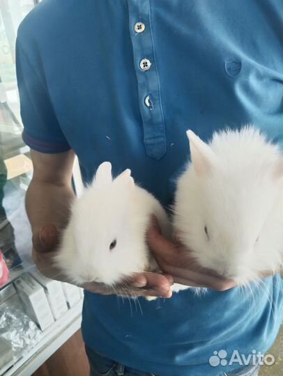 Карликовый кролик гермелин
