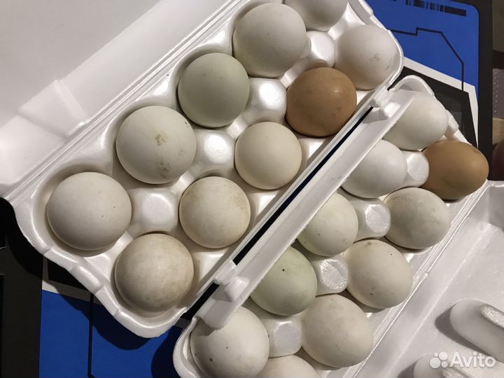 Домашние куриные яйца