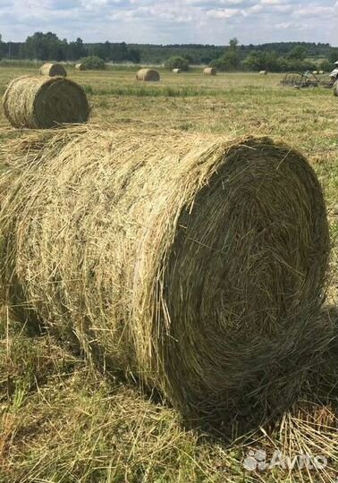 Продам сено в рулонах
