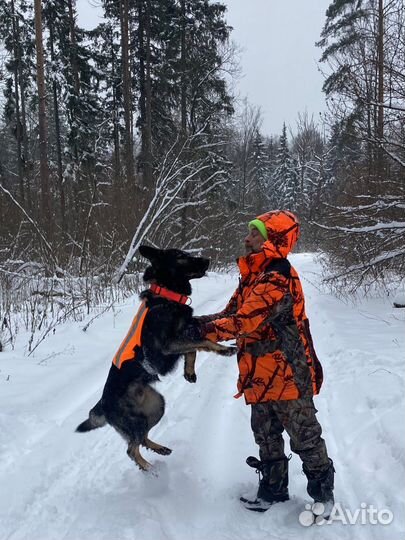 Услуги кинолога