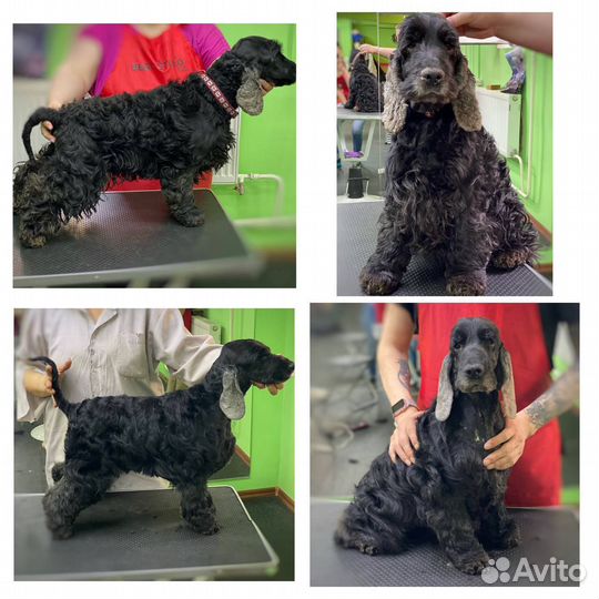 Стрижка собак и кошек на дому