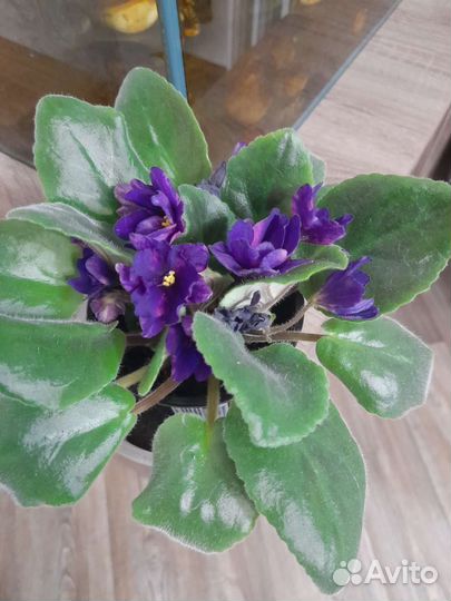 Фиалки цветущие в горшке