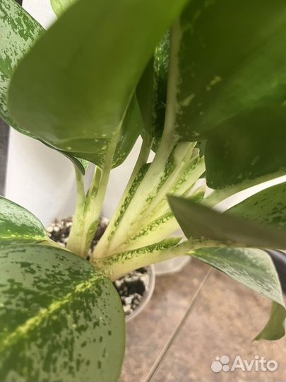 Аглаонема лимон минт