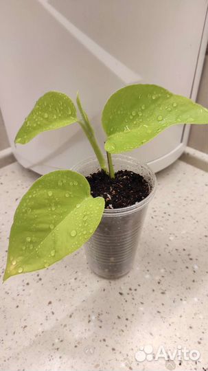 Эпипремнум Голдон Потос