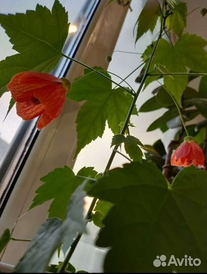 Клен комнатный Абутилон