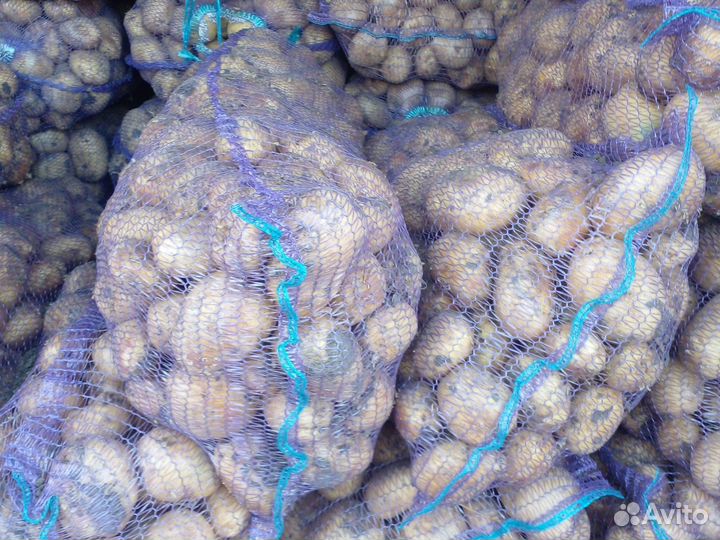 Картофель