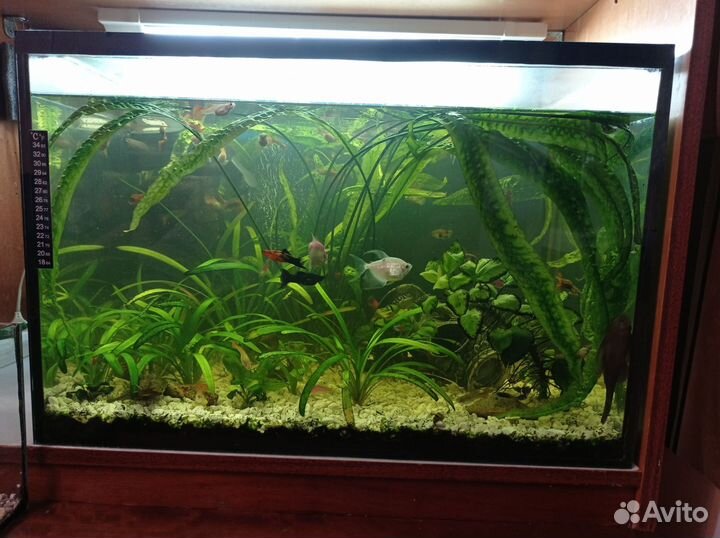 Аквариумные рыбки и растения