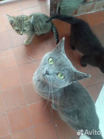 Котята в добрые руки бесплатно