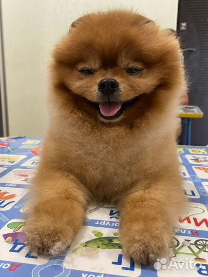 Случка шпиц