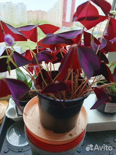 Оксалис - кислица