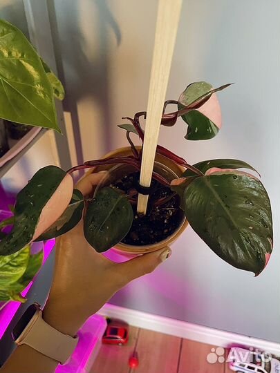 Филодендрон розовая принцесса