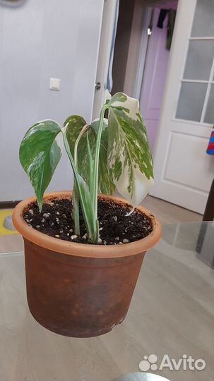 Монстера альба