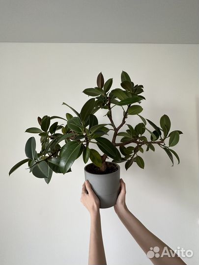 Фикус каучуконосный черенки
