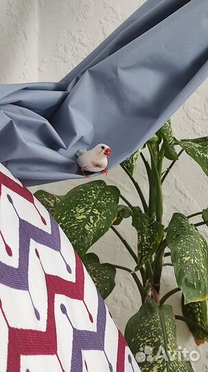 Самец зебровой амадины, Мармазет