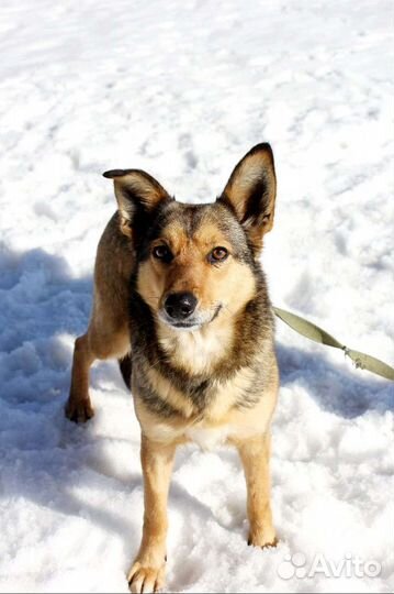 Милая Ася мечтает о доме