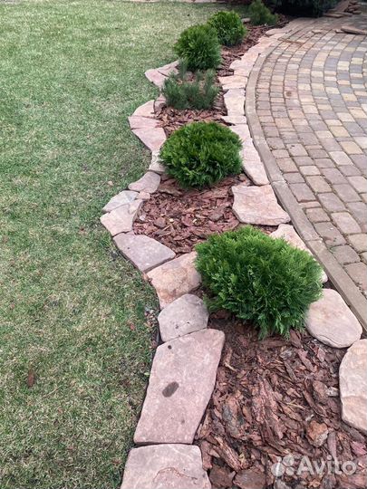 Туя Даника, Мириам