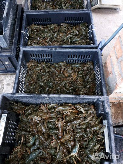 Раки с Волги. Сотрудничество с рыбаками