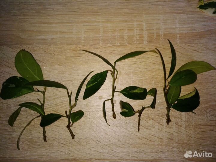 Фикус альба, расписная диверсифолия и сплеш