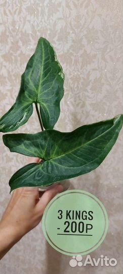 Сингониум 2 короля