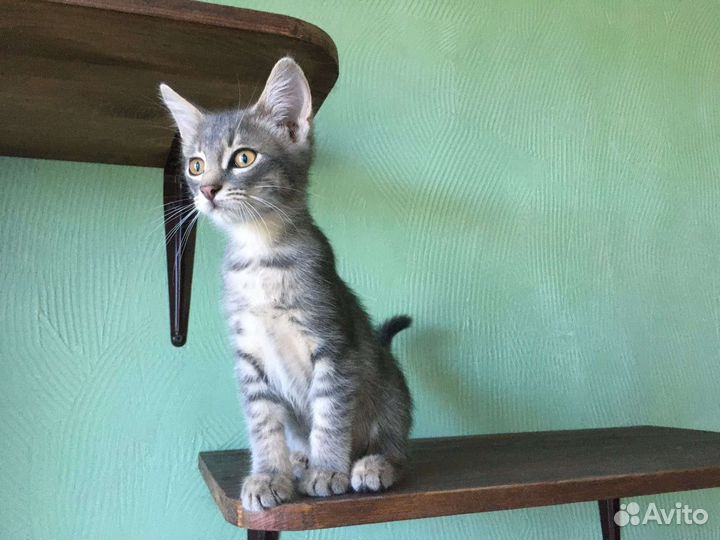 Самые красивые котята