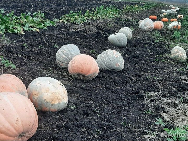 Тыква кормовая