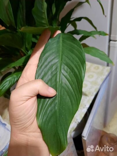 Спатифиллум