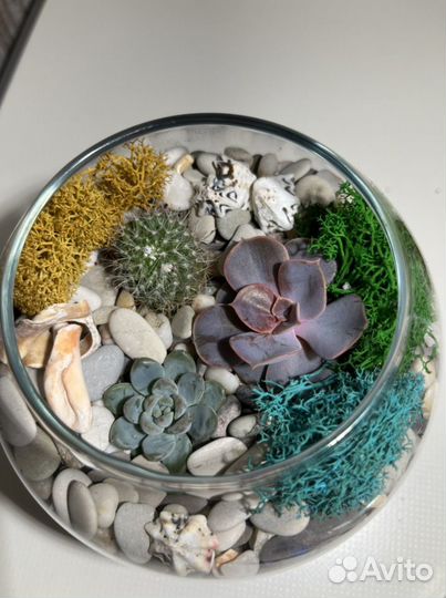 Флорариум суккуленты