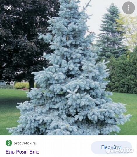 Ель Блю роял