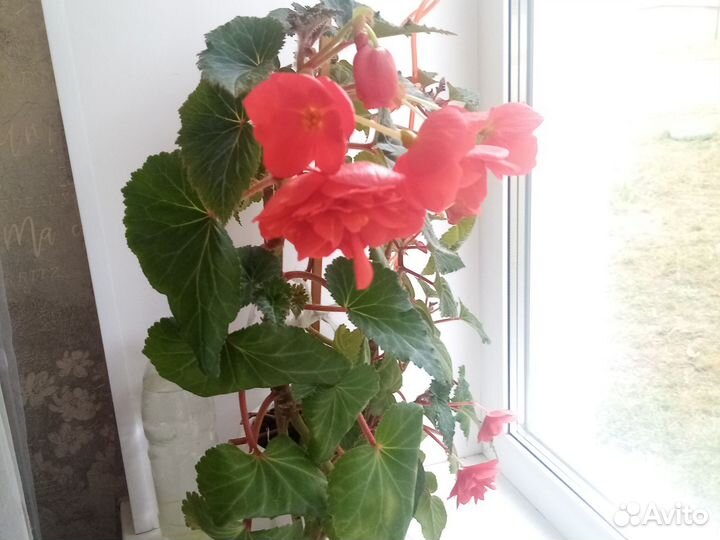 Бегонии клубневые, большие и маленькие