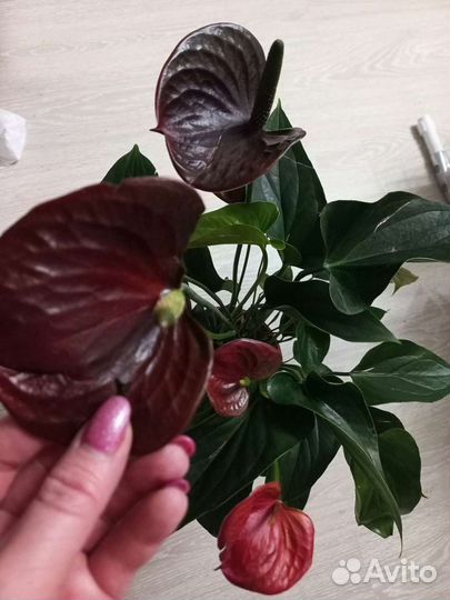 Шоколадные антуриумы