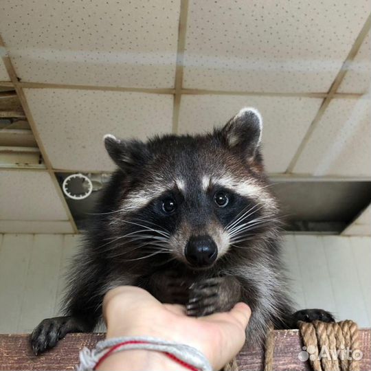 Еноты в Омске (Выставка енотов)