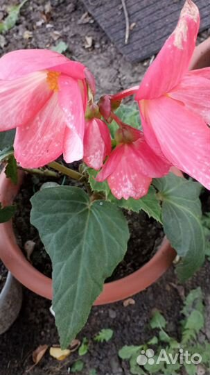 Глоксиния сортовая