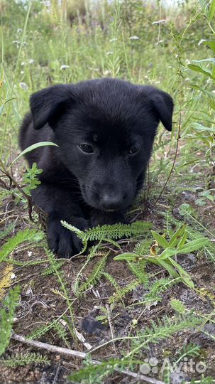 Щенок в добрые руки