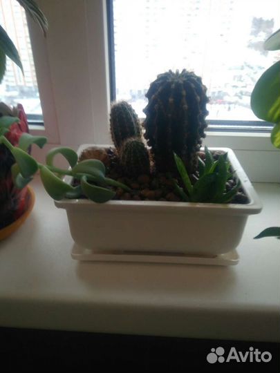 Комнатные Цветы в горшках