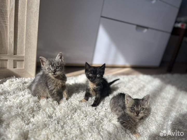 Котята 3 месяца