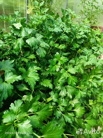 Петрушка, сельдерей, мята шоколадная