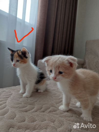 Кошки в добрые руки