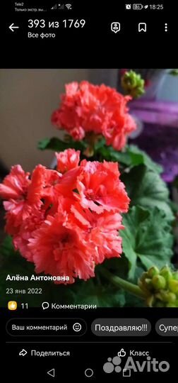 Бегония сортовая, махровая