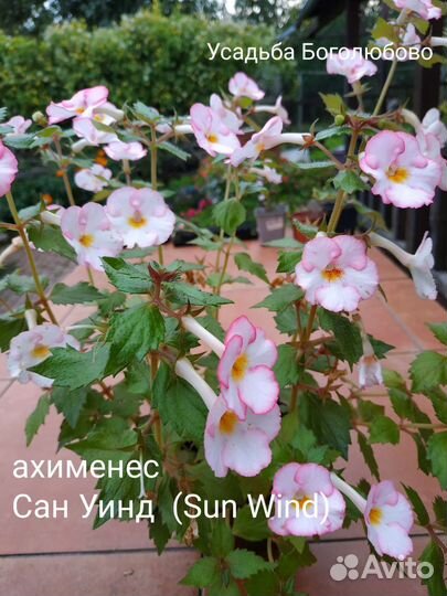 Ахименес, красивоцветущее растение