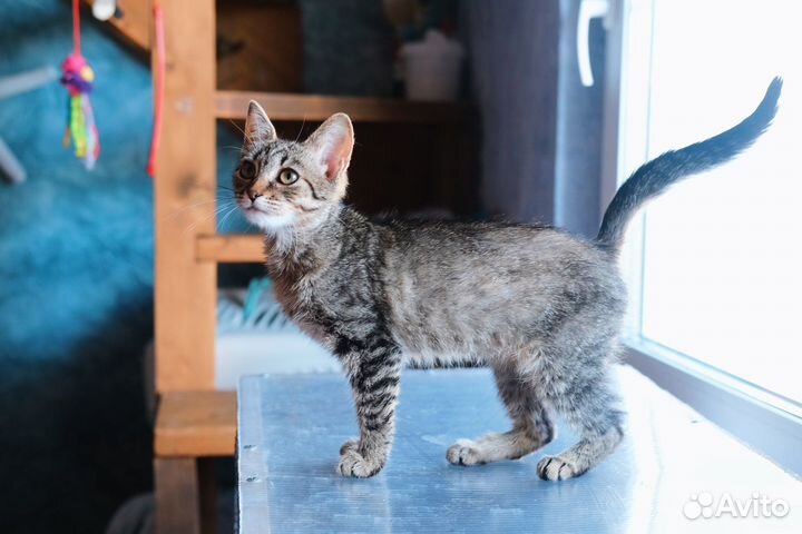 Очень контактная полосатая девочка котёнок 4 мес