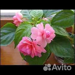 Бальзамин махровый