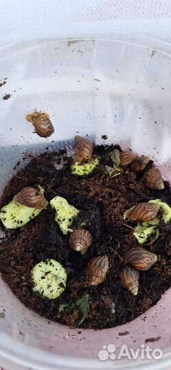 Улитки ахатины