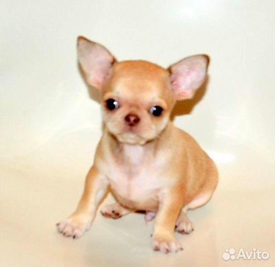 Чихуахуа очаровательные,курносенькие щенки разных