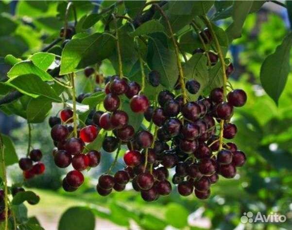 Черемуха виргинская красноплодная