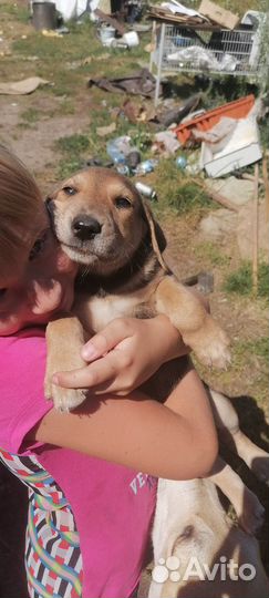 Собаки - щенки