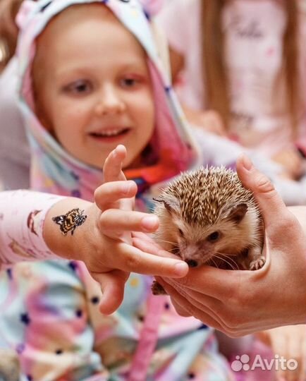 Фокусы с животными