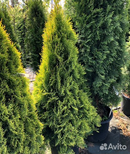 Смарагд,Колумна,Брабант в ассортименте