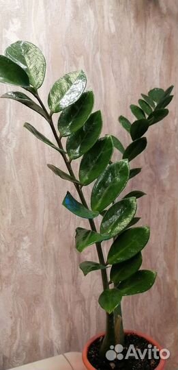 Замиокулькас