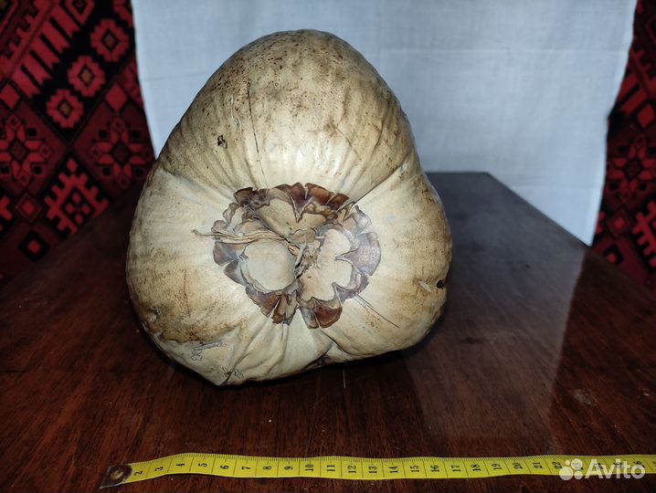 Кокосовый орех,морские ракушки