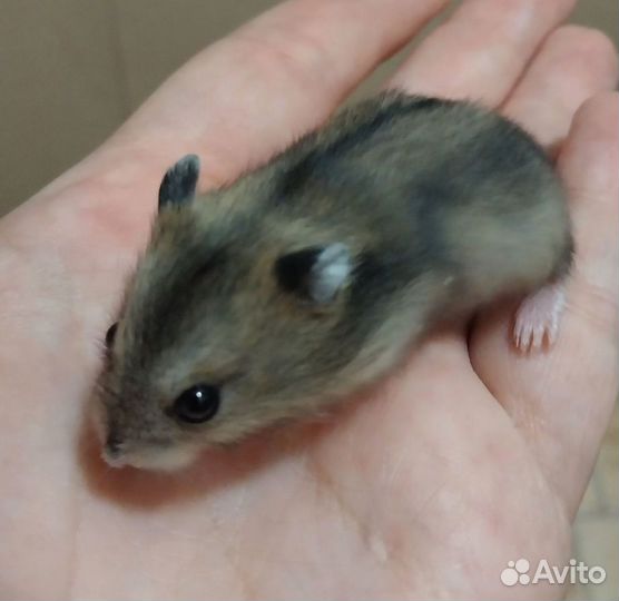 Джунгарский хомяк Бесплатно